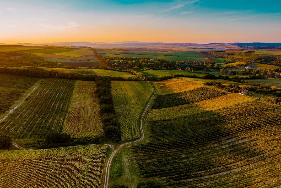 Wínyards in Etyek-Buda wine region